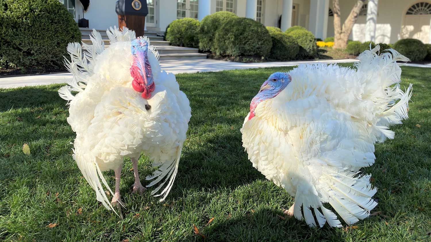 two former presidential pardoned turkeys