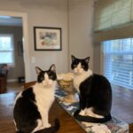 Submitted by Sherry Buckles, assistant dean of development, College of Veterinary Medicine: Martini and Jax are the two tuxedo ninjas. They are not the same age or from the same litter but are quite the pair. They are nocturnal parlor competitors and keep the family entertained.