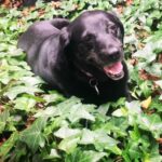 Submitted by Janine Kossen, director, Women’s Center: Old Lady Daisy is a 10-year-old black Lab rescue who is fiercely loyal to her mama, especially when it comes to protecting her from UPS, FedEx and Amazon delivery trucks and their drivers.