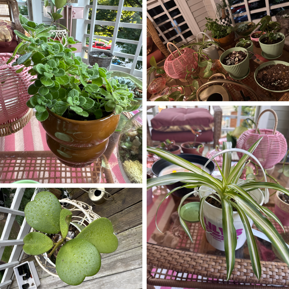 A picture of several plants.